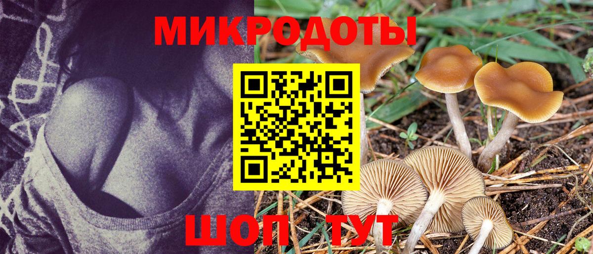 Псилоцибиновые грибы Psilocybe Чайковский